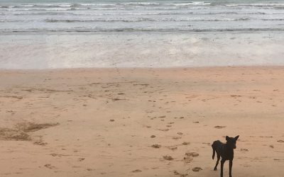 A Lesson In Balance From The 3 Legged Dog